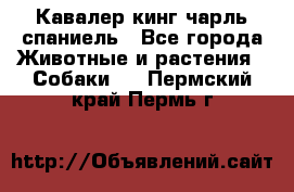 Кавалер кинг чарль спаниель - Все города Животные и растения » Собаки   . Пермский край,Пермь г.